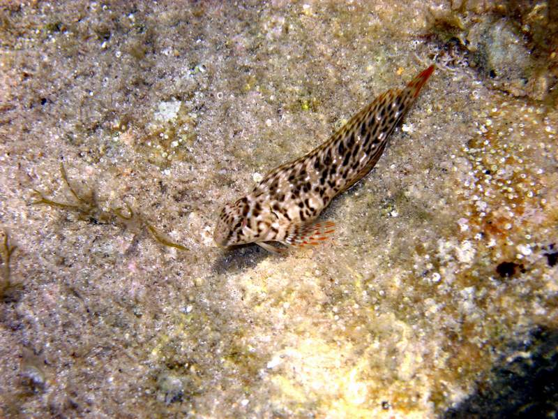 Parablennius sanguinolentus